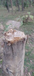 image_750x_6541dfdb3fb7c-135x300 सोनहत सागवन प्लान्टेसन में बेस कीमती वृक्ष की अवैध कटाई धडल्ले से,विभाग कुम्भकर्णी नींद में समाया..