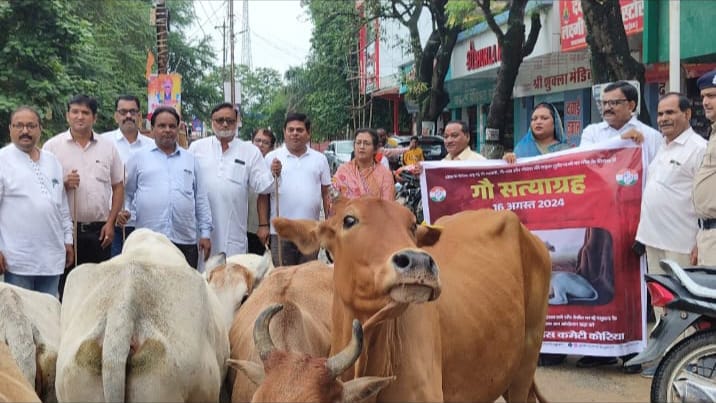 IMG-20240816-WA0004 किसान एवं आम जनता आवारा पशुओं के आतंक से परेशान तथा गौवंशी पशुओं के सम्मान के लिए कांग्रेस का गौ-सत्याग्रह।