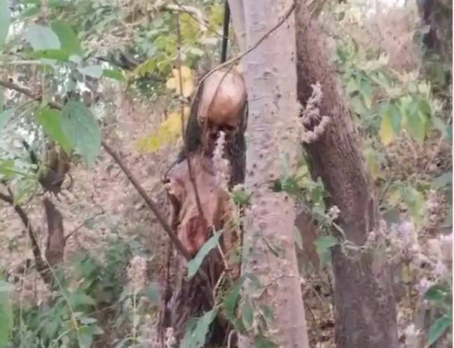 IMG-20250302-WA0000 चिरमिरी में पेड़ से लटकी मिली महिला की लाश:हत्या या आत्महत्या के एंगल पर जांच में जुटी पुलिस, पहचान नहीं हो पाई