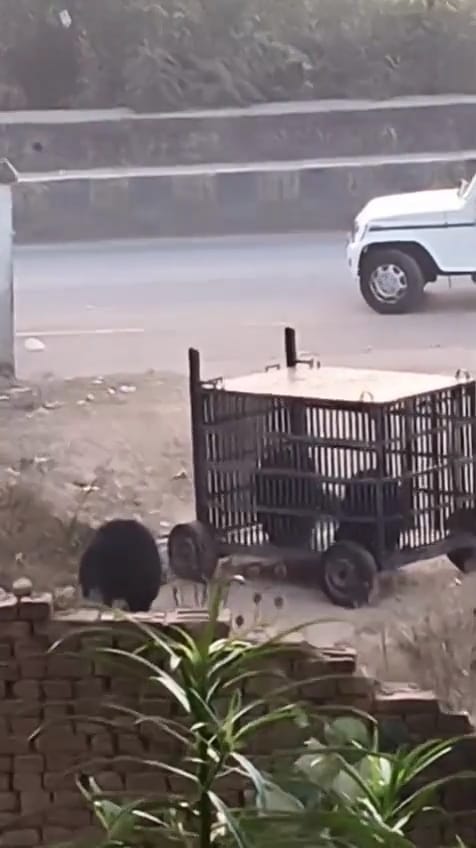 IMG-20251218-WA0019 भालुओं का आतंक खत्म, वन विभाग ने मादा भालू व दो शावकों को पकड़ा।